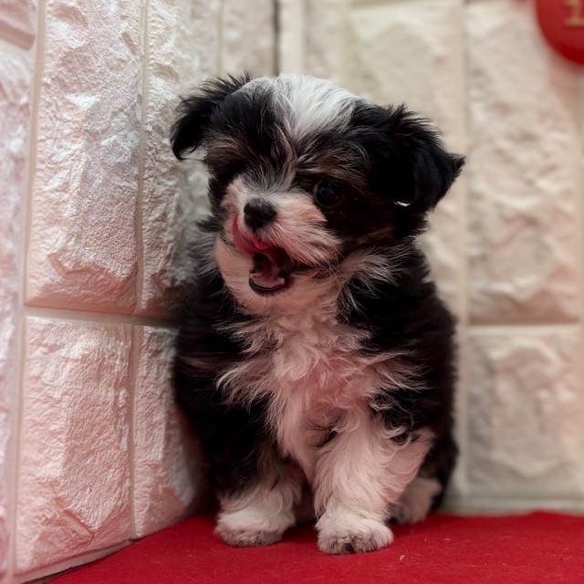 岡山県のチワマル/マルチワ(チワワ×マルチーズ) (犬の家＆猫の里倉敷店/2025年11月13日生まれ/男の子/ブラックホワイト)の子犬の4枚目の画像