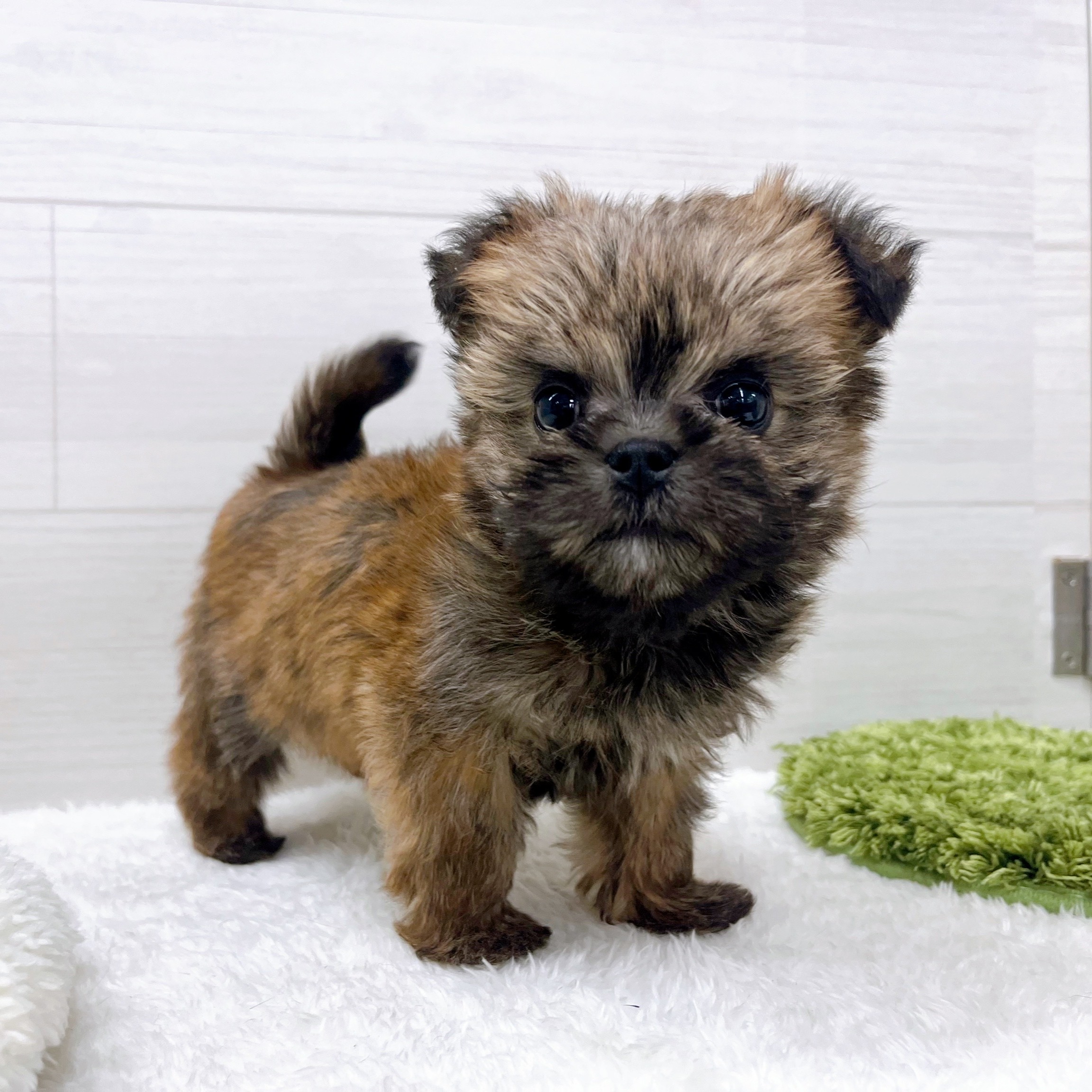 石川県のハーフ犬・ミックス犬 (犬の家＆猫の里アミーゴ金沢おこばた店/2025年11月15日生まれ/女の子/フォーン)の子犬の4枚目の画像