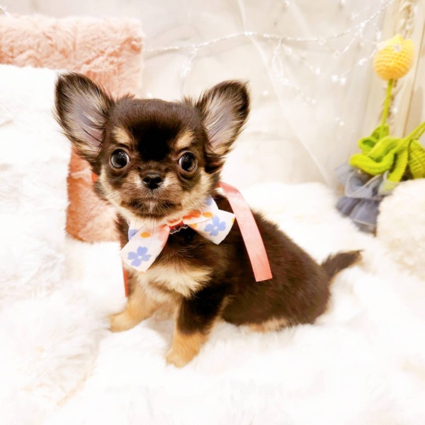 福井県のチワワ(ロング) (犬の家＆猫の里福井店/2025年11月13日生まれ/女の子/ブラックタン)の子犬の4枚目の画像