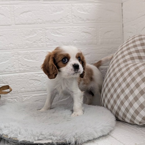 愛知県のキャバリアキングチャールズスパニエル (犬の家＆猫の里豊川インター店/2025年11月15日生まれ/男の子/ブレンハイム)の子犬の4枚目の画像