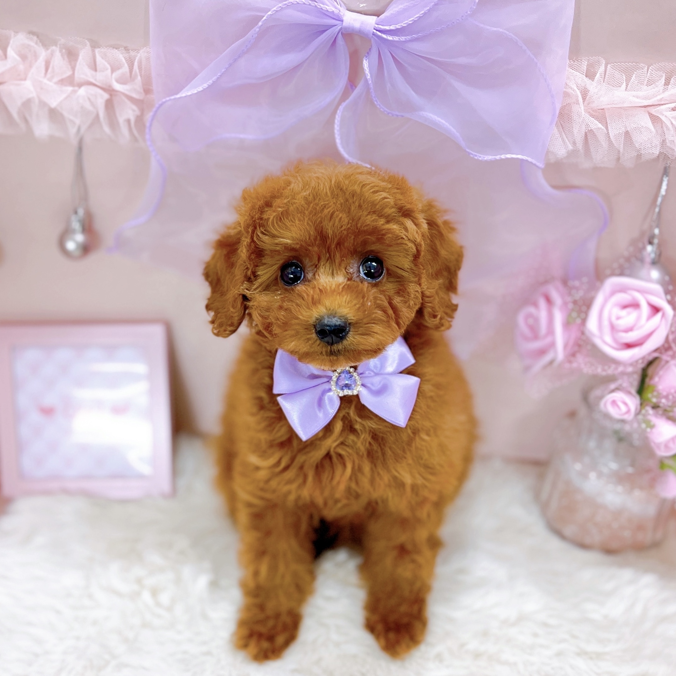 福井県のトイプードル(トイ) (犬の家＆猫の里アミーゴ福井大和田店/2025年11月8日生まれ/女の子/レッド)の子犬の4枚目の画像