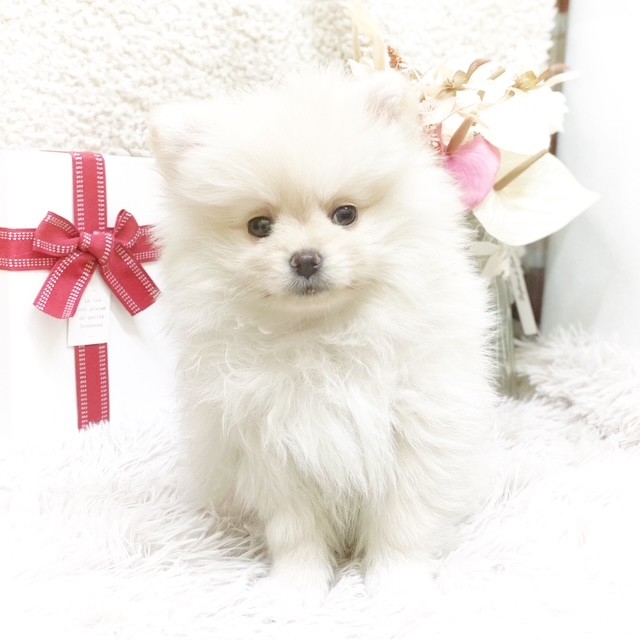 静岡県のポメラニアン (犬の家＆猫の里藤枝店/2025年11月10日生まれ/女の子/クリームホワイト)の子犬の4枚目の画像