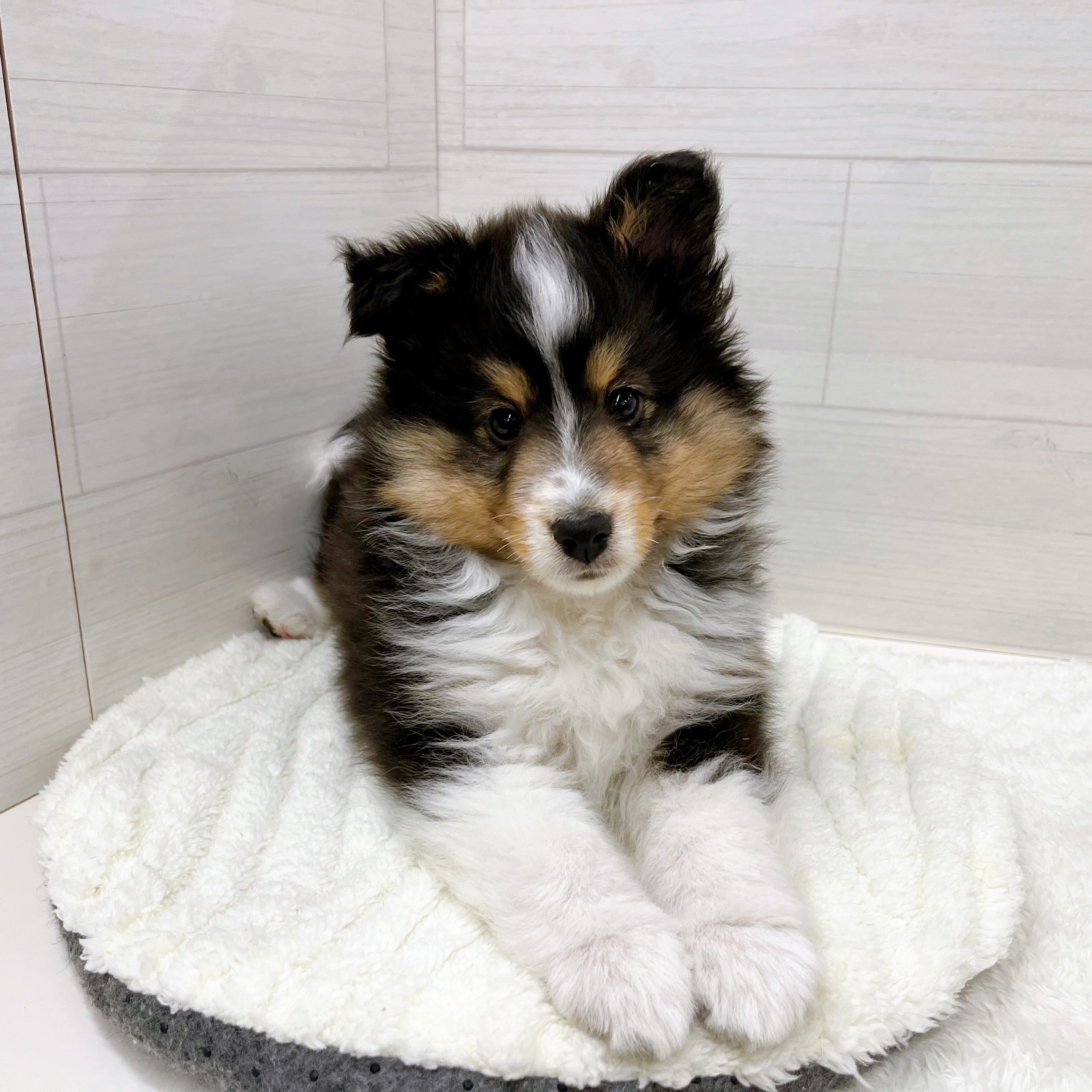 石川県のシェットランドシープドッグ (犬の家＆猫の里アミーゴ金沢おこばた店/2025年11月15日生まれ/女の子/ブラックホワイトタン)の子犬の4枚目の画像