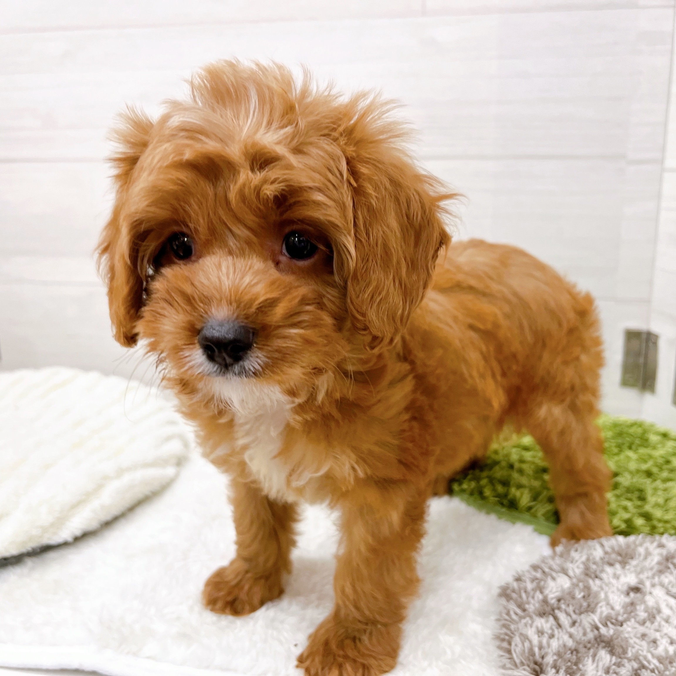 石川県のキャバプー(キャバリア×プードル) (犬の家＆猫の里アミーゴ金沢おこばた店/2025年11月14日生まれ/女の子/ルビーホワイト)の子犬の4枚目の画像