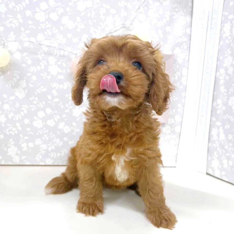 富山県のキャバプー(キャバリア×プードル) (犬の家＆猫の里アミーゴ高岡蓮花寺店/2025年11月14日生まれ/男の子/ルビーホワイト)の子犬の4枚目の画像