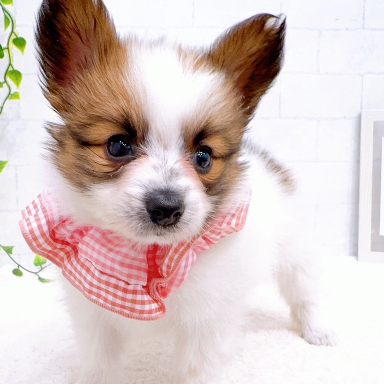 石川県のパピヨン (犬の家＆猫の里金沢店/2025年11月16日生まれ/女の子/ホワイトブラウン)の子犬の4枚目の画像