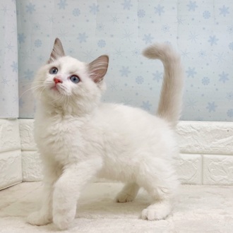 静岡県のラグドール (犬の家＆猫の里マークイズ静岡店/2025年11月14日生まれ/男の子/ブルーポイントバイカラー)の子猫の4枚目の画像