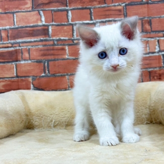 神奈川県のラグドール (犬の家＆猫の里小田原店/2025年11月14日生まれ/男の子/ブルーポイントバイカラー)の子猫の4枚目の画像