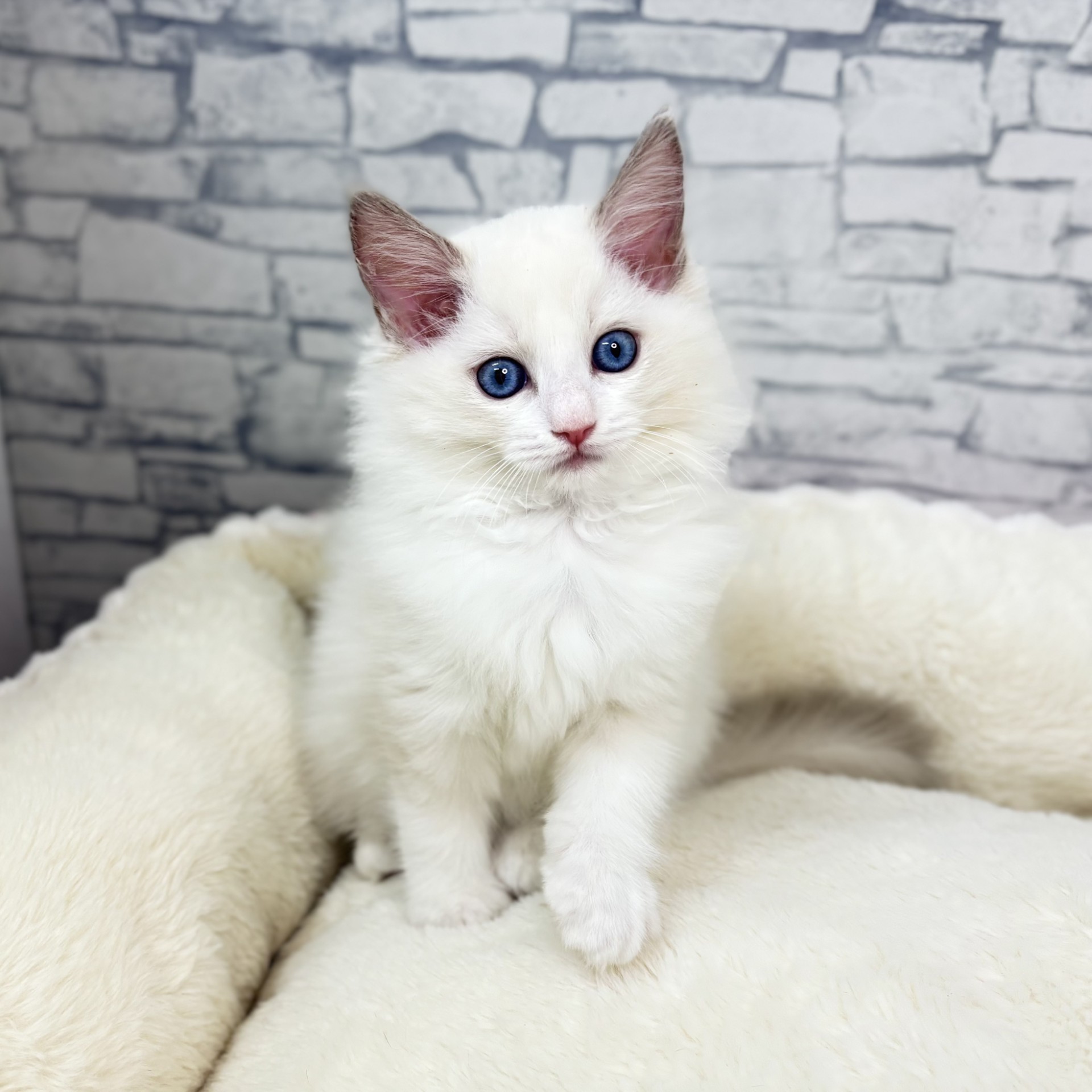 長野県のラグドール (犬の家＆猫の里長野店/2025年11月14日生まれ/女の子/ブルーポイントバイカラー)の子猫の4枚目の画像