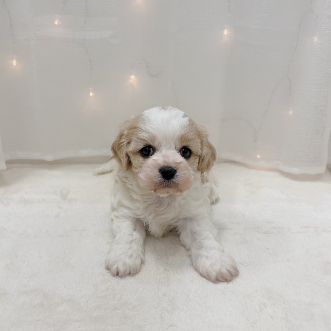 千葉県のハーフ犬・ミックス犬 (犬の家＆猫の里BIGHOPガーデンモール印西店/2025年11月17日生まれ/男の子/ブレンハイム)の子犬の4枚目の画像