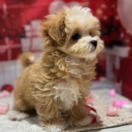 福岡県のマルプー(マルチーズ×プードル) (犬の家＆猫の里トリアス久山店/2025年11月18日生まれ/男の子/アプリコットホワイト)の子犬の4枚目の画像