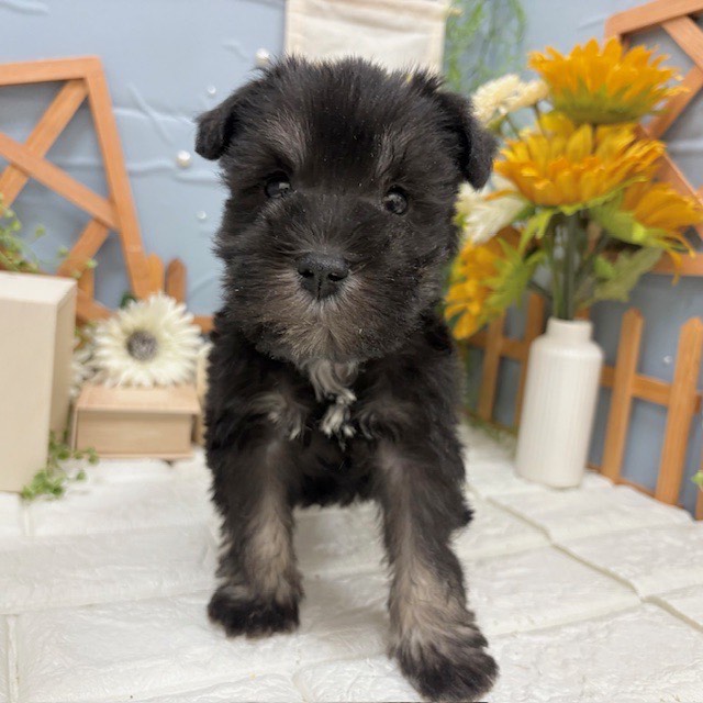 千葉県のミニチュアシュナウザー (犬の家＆猫の里ワンズモール稲毛店/2025年11月18日生まれ/男の子/ブラックシルバー)の子犬の4枚目の画像