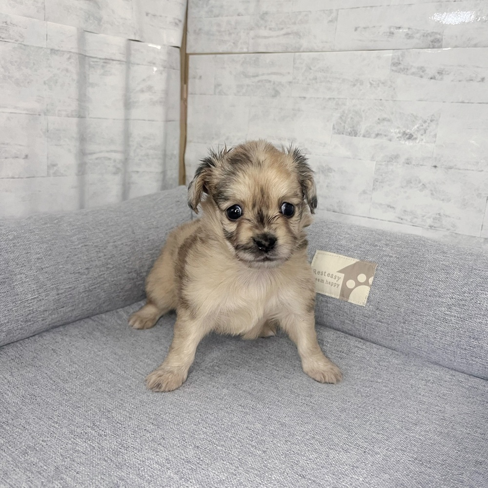 長野県のチワックス(チワワ×ダックス) (犬の家＆猫の里塩尻店/2025年11月18日生まれ/女の子/レッドマール)の子犬の4枚目の画像