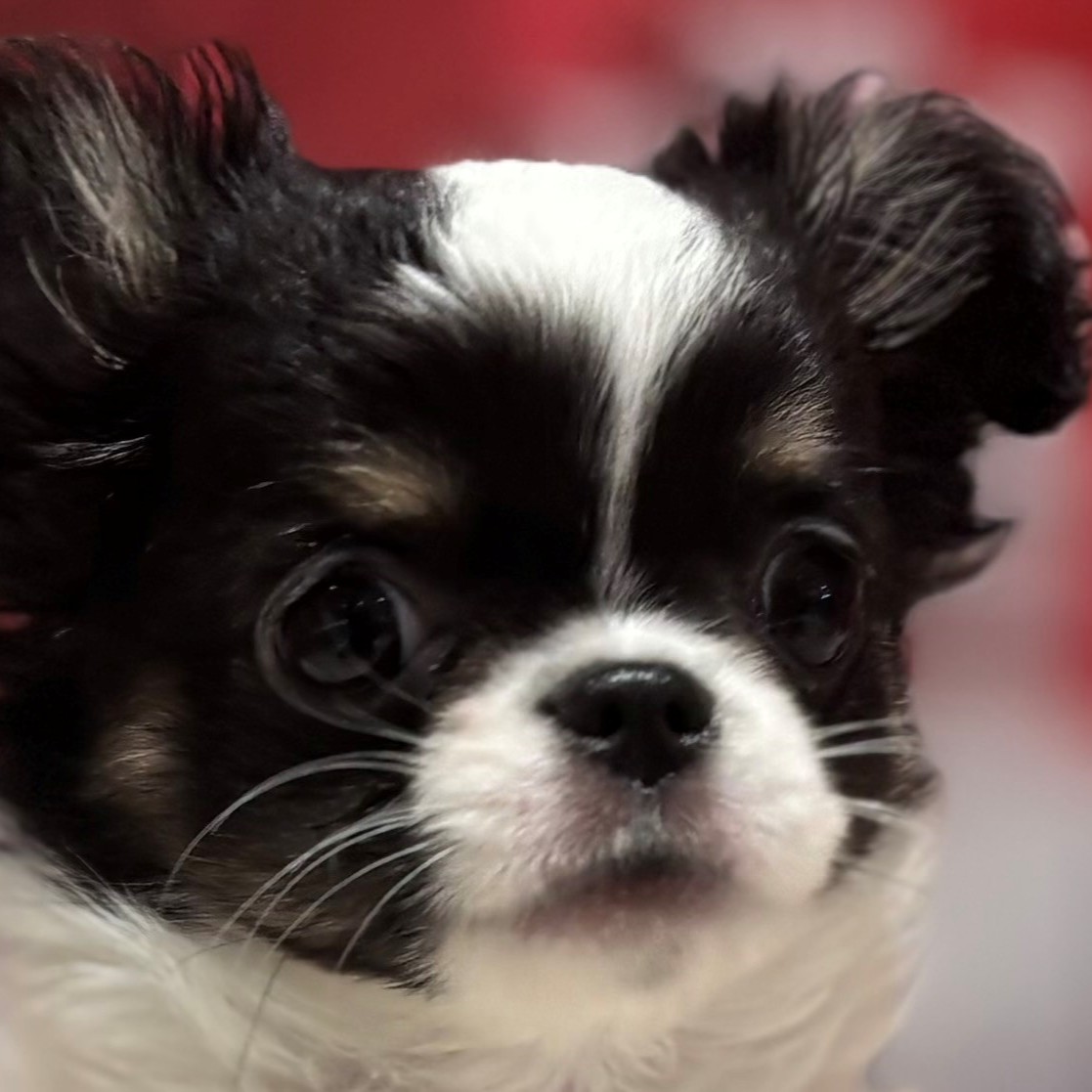 福岡県のチワワ(ロング) (犬の家＆猫の里トリアス久山店/2025年11月16日生まれ/男の子/ホワイトブラックタン)の子犬の1枚目の画像