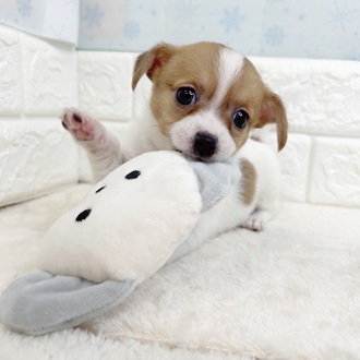 静岡県のハーフ犬・ミックス犬 (犬の家＆猫の里マークイズ静岡店/2025年11月18日生まれ/女の子/ホワイトタン)の子犬の4枚目の画像