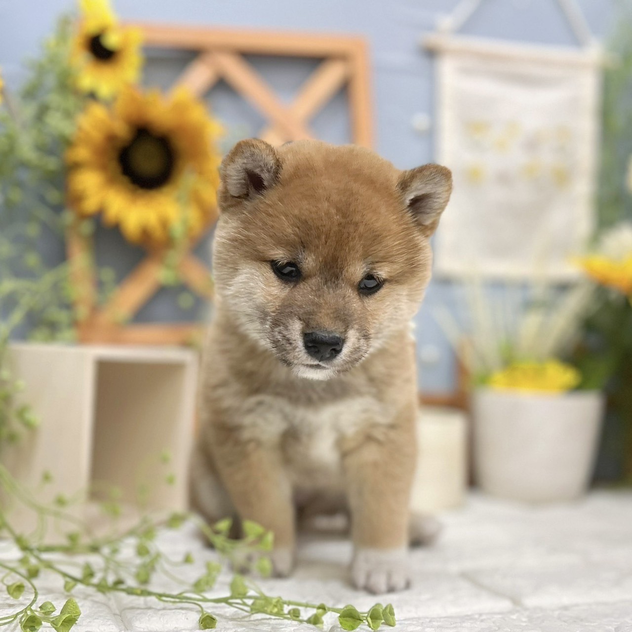 千葉県の柴犬(標準サイズ) (犬の家＆猫の里ワンズモール稲毛店/2025年11月17日生まれ/女の子/赤)の子犬の4枚目の画像