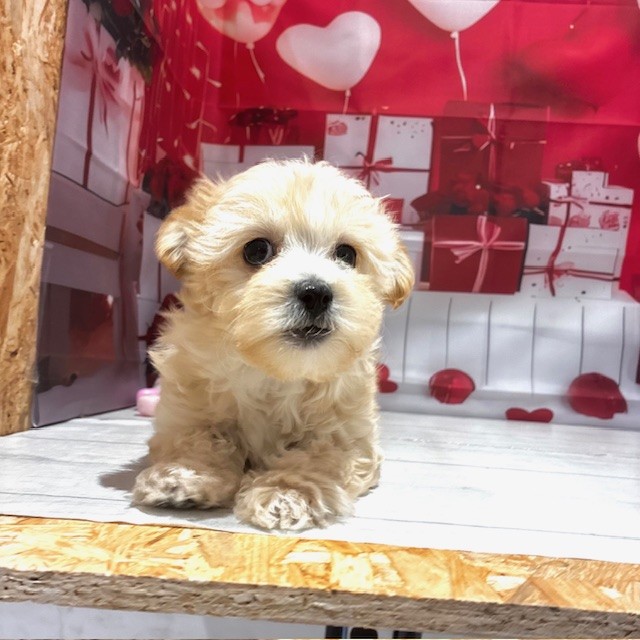 福岡県のマルプー(マルチーズ×プードル) (犬の家＆猫の里トリアス久山店/2025年11月16日生まれ/女の子/アプリコット)の子犬の4枚目の画像