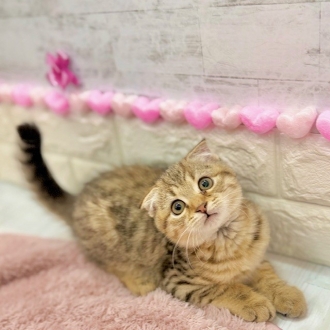 静岡県のスコティッシュフォールド (犬の家＆猫の里プレ葉ウォーク浜北店/2025年11月18日生まれ/男の子/ブラウンタビー)の子猫の1枚目の画像