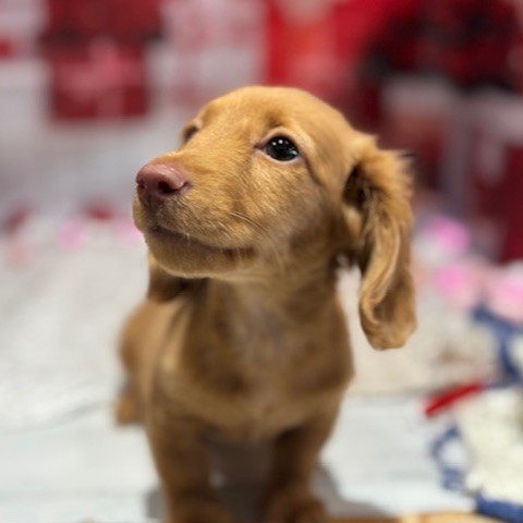 福岡県のミニチュアダックスフンド(ロング) (犬の家＆猫の里トリアス久山店/2025年11月16日生まれ/男の子/ゴールド)の子犬の4枚目の画像