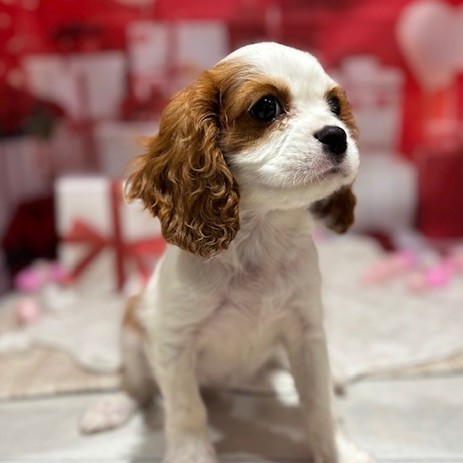 福岡県のキャバリアキングチャールズスパニエル (犬の家＆猫の里トリアス久山店/2025年11月17日生まれ/女の子/ブレンハイム)の子犬の4枚目の画像
