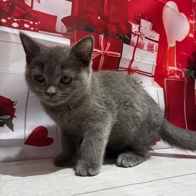 福岡県のブリティッシュショートヘアー (犬の家＆猫の里トリアス久山店/2025年11月13日生まれ/女の子/ブルー)の子猫の4枚目の画像