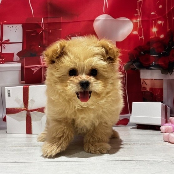 福岡県のポメプー(ポメラニアン×プードル) (犬の家＆猫の里トリアス久山店/2025年11月14日生まれ/男の子/クリーム)の子犬の4枚目の画像