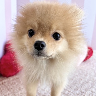 岡山県のポメラニアン (犬の家＆猫の里倉敷中庄店/2025年11月17日生まれ/男の子/オレンジ)の子犬の4枚目の画像