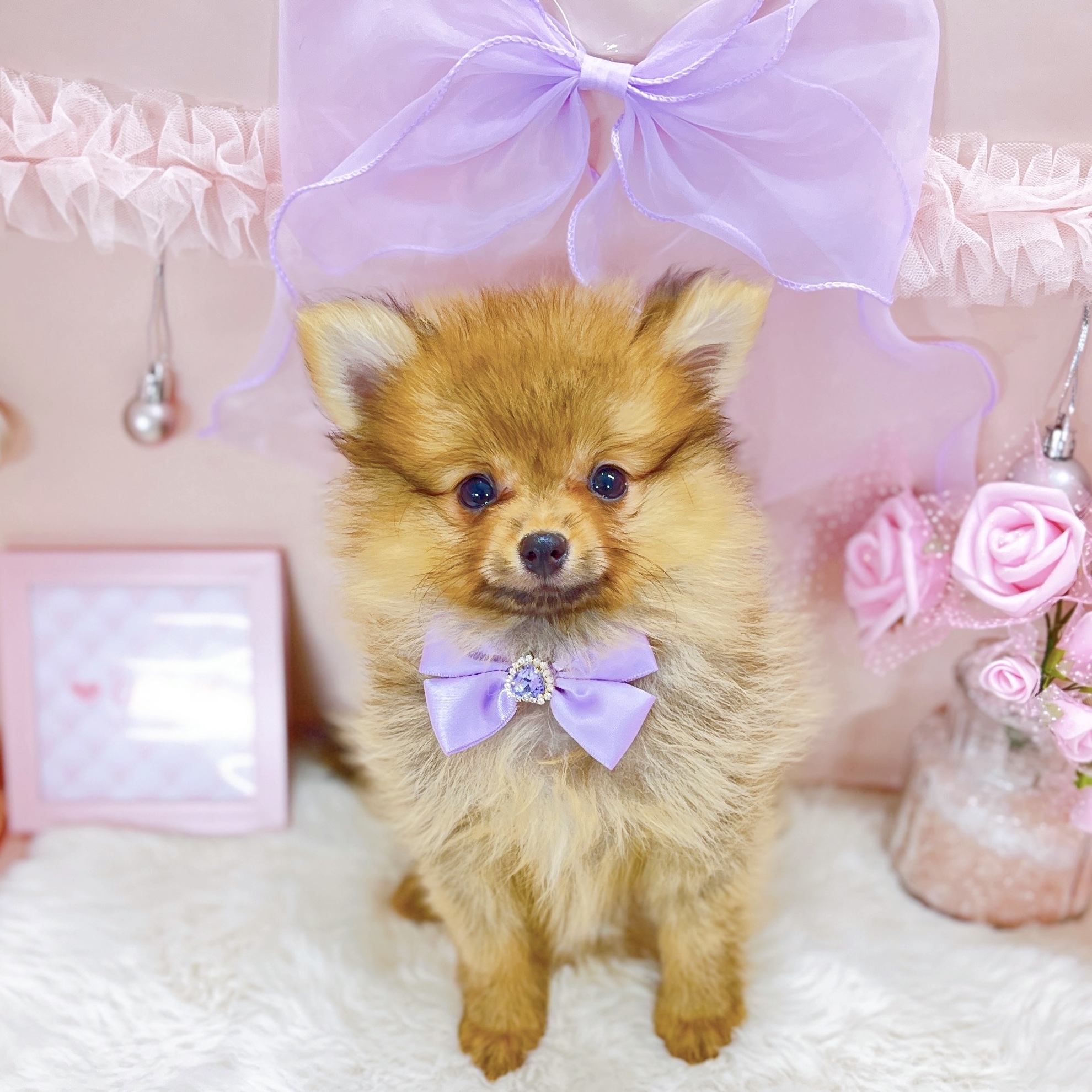 福井県のポメラニアン (犬の家＆猫の里アミーゴ福井大和田店/2025年11月17日生まれ/女の子/オレンジセーブル)の子犬の4枚目の画像