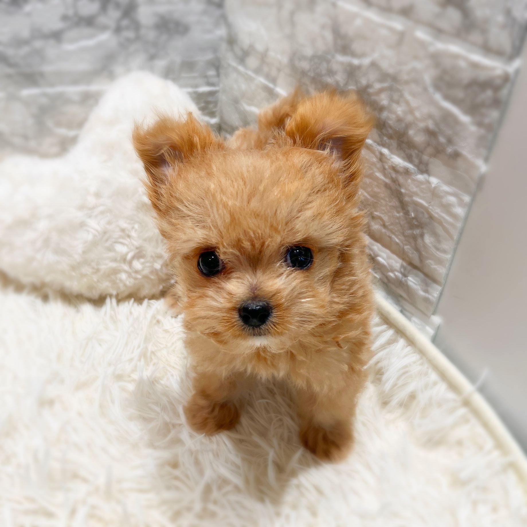 愛知県のチワマル/マルチワ(チワワ×マルチーズ) (犬の家＆猫の里MiO香久山店/2025年11月16日生まれ/女の子/クリームホワイト)の子犬の4枚目の画像