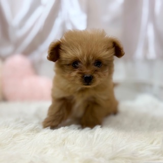 兵庫県のチワプー/プーチー(チワワ×プードル) (犬の家＆猫の里カナート西神戸店/2025年11月20日生まれ/女の子/オレンジフォーン)の子犬の4枚目の画像