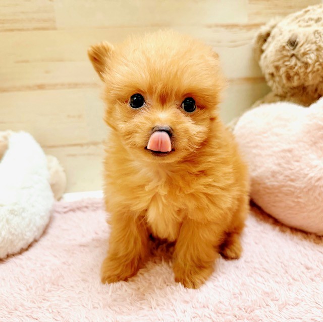 兵庫県のチワプー/プーチー(チワワ×プードル) (犬の家＆猫の里神戸店/2025年11月20日生まれ/男の子/オレンジフォーン)の子犬の4枚目の画像