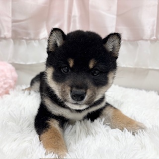 兵庫県の柴犬(標準サイズ) (犬の家＆猫の里カナート西神戸店/2025年11月20日生まれ/女の子/黒)の子犬の4枚目の画像