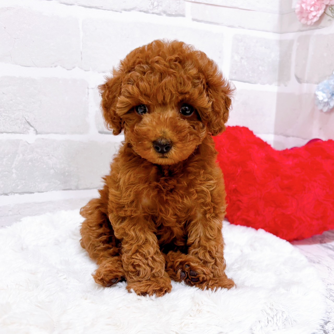 京都府のトイプードル(トイ) (犬の家＆猫の里京都精華店/2025年11月16日生まれ/女の子/レッドフォーン)の子犬の4枚目の画像