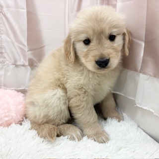 兵庫県のゴールデンレトリバー (犬の家＆猫の里カナート西神戸店/2025年11月20日生まれ/女の子/ゴールデン)の子犬の4枚目の画像