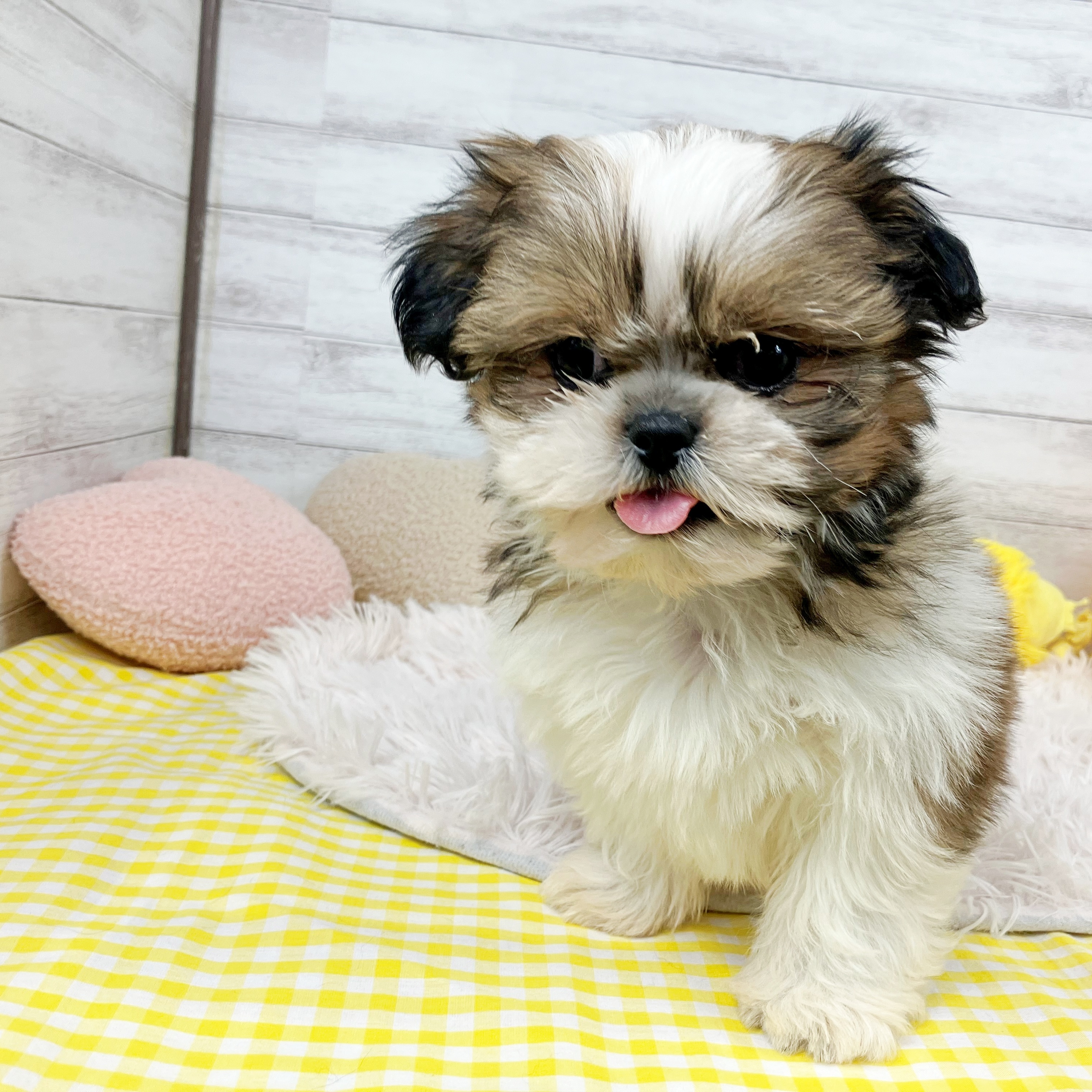 兵庫県のシーズー (犬の家＆猫の里川西店/2025年11月18日生まれ/女の子/ゴールドホワイト)の子犬の4枚目の画像