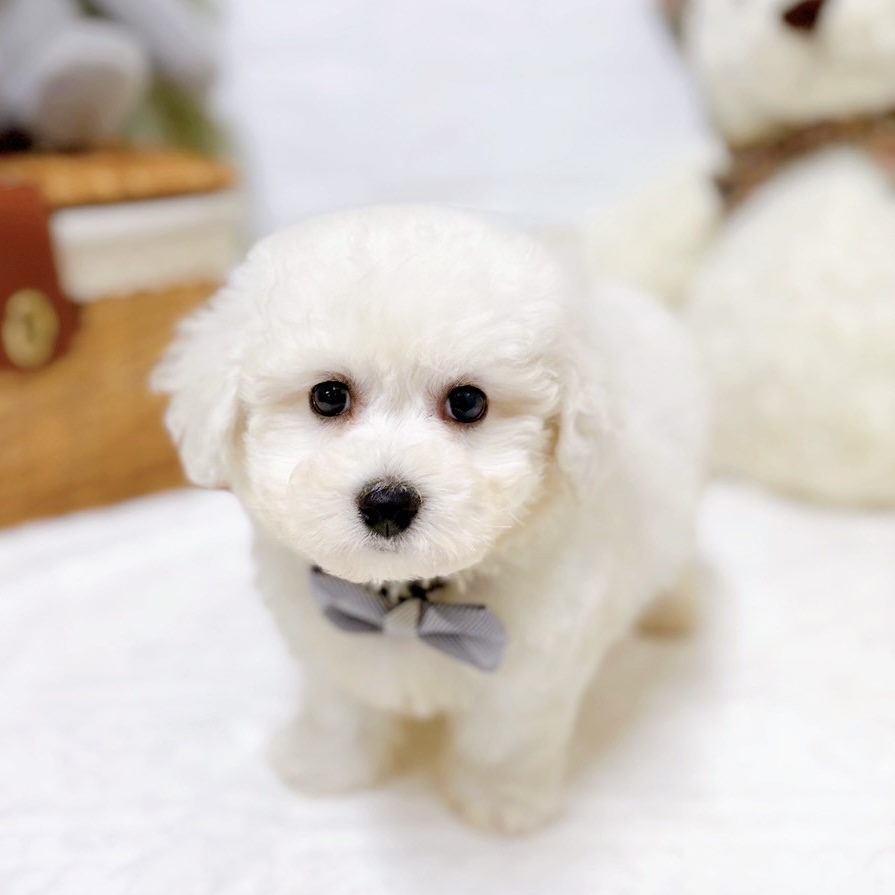 滋賀県のビションフリーゼ (犬の家＆猫の里近江八幡店/2025年11月18日生まれ/男の子/ホワイト)の子犬の4枚目の画像