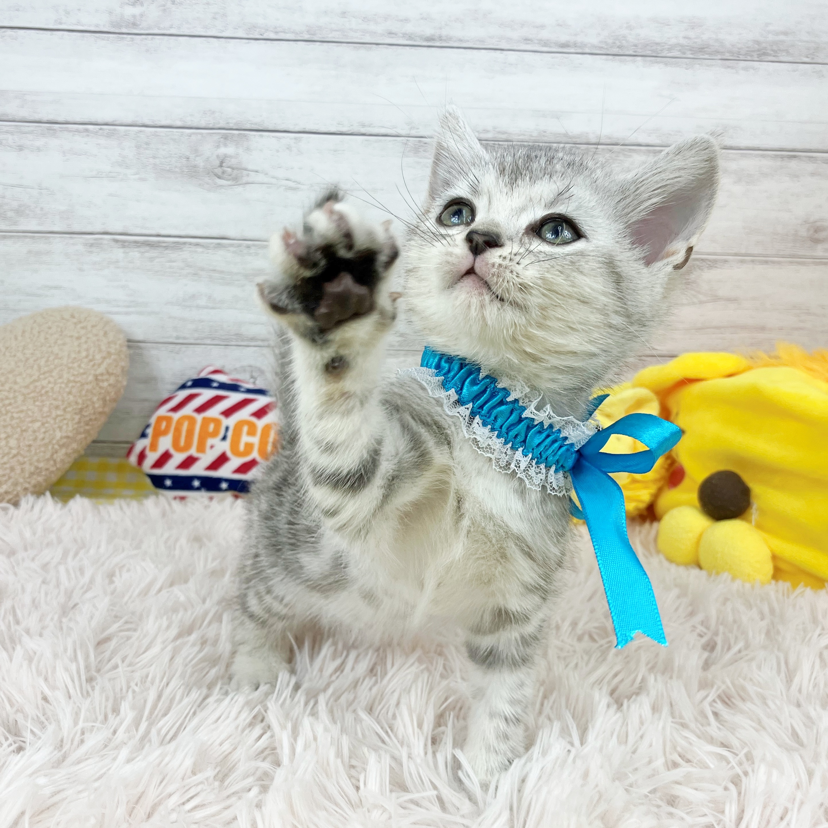 兵庫県のアメリカンショートヘアー (犬の家＆猫の里川西店/2025年11月19日生まれ/男の子/シルバータビー)の子猫の4枚目の画像