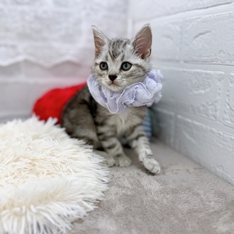 滋賀県のアメリカンショートヘアー (犬の家＆猫の里長浜店/2025年11月19日生まれ/男の子/シルバータビー)の子猫の4枚目の画像