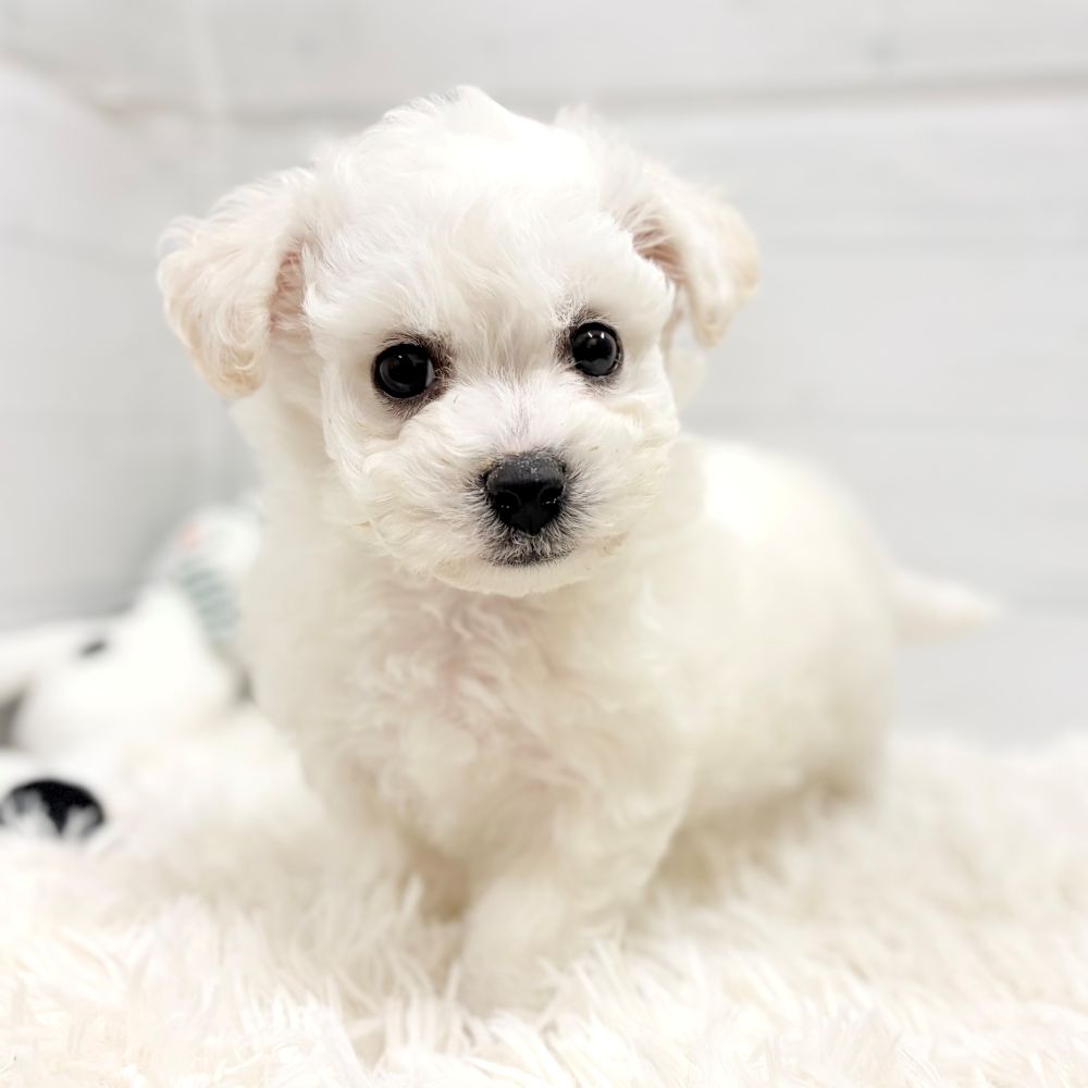 愛知県のビションフリーゼ (犬の家＆猫の里豊田店/2025年11月21日生まれ/男の子/ホワイト)の子犬の4枚目の画像