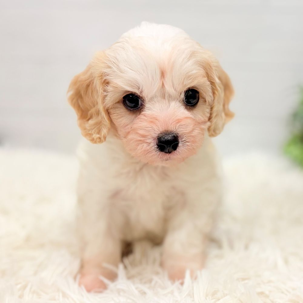 愛知県のハーフ犬・ミックス犬 (犬の家＆猫の里豊田店/2025年11月21日生まれ/女の子/ブレンハイム)の子犬の4枚目の画像