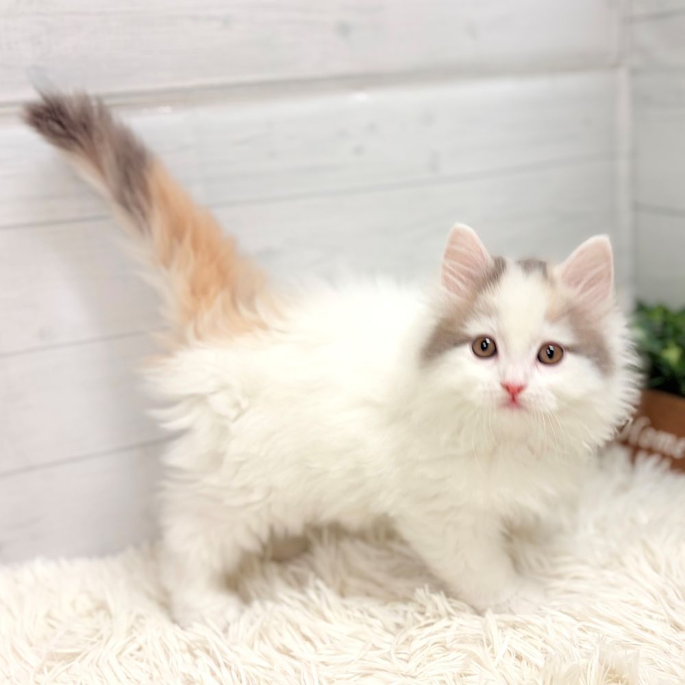 愛知県のサイベリアン (犬の家＆猫の里豊田店/2025年11月17日生まれ/女の子/ブルーパッチドタビーホワイト)の子猫の4枚目の画像