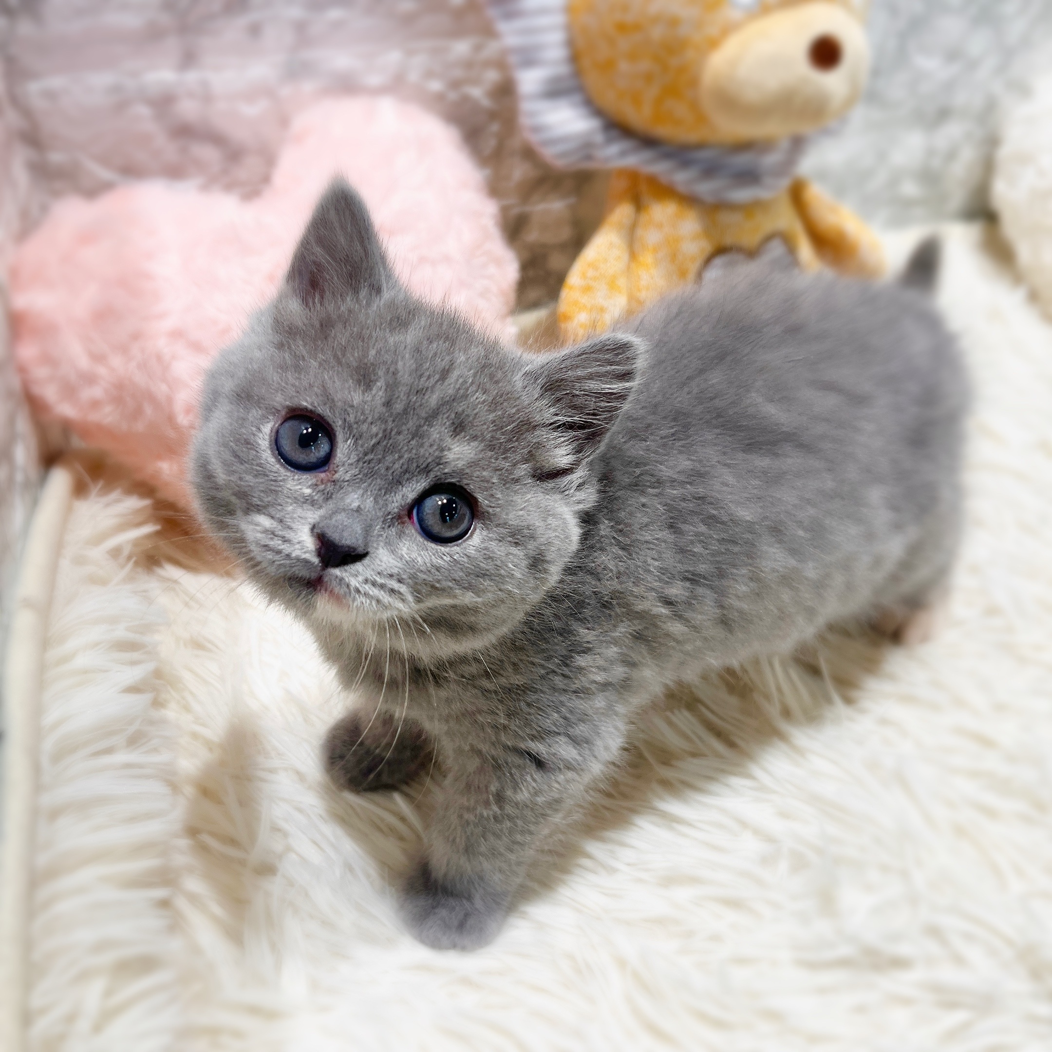 愛知県のブリティッシュショートヘアー (犬の家＆猫の里MiO香久山店/2025年11月19日生まれ/女の子/ブルークリーム)の子猫の4枚目の画像