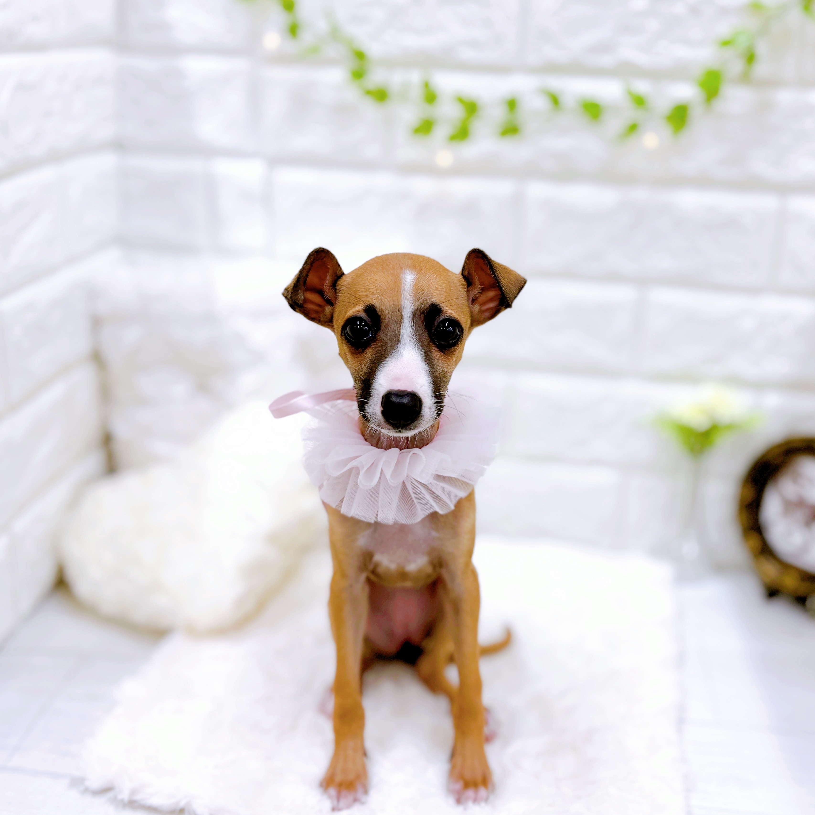 福井県のイタリアングレーハウンド (犬の家＆猫の里アミーゴ福井店/2025年11月21日生まれ/女の子/レッド、ホワイトマーキング)の子犬の4枚目の画像