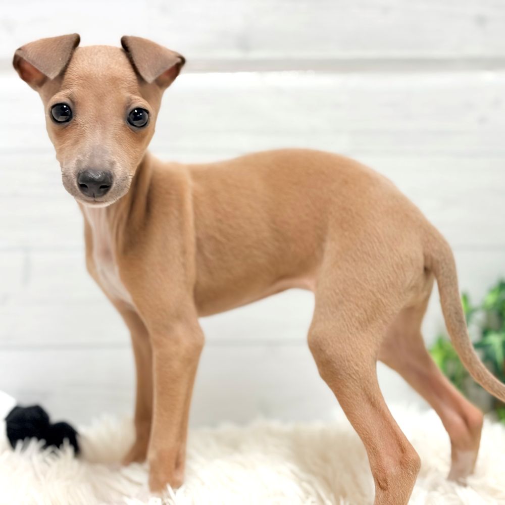 愛知県のイタリアングレーハウンド (犬の家＆猫の里豊田店/2025年11月21日生まれ/女の子/フォーン、ホワイトマーキング)の子犬の4枚目の画像