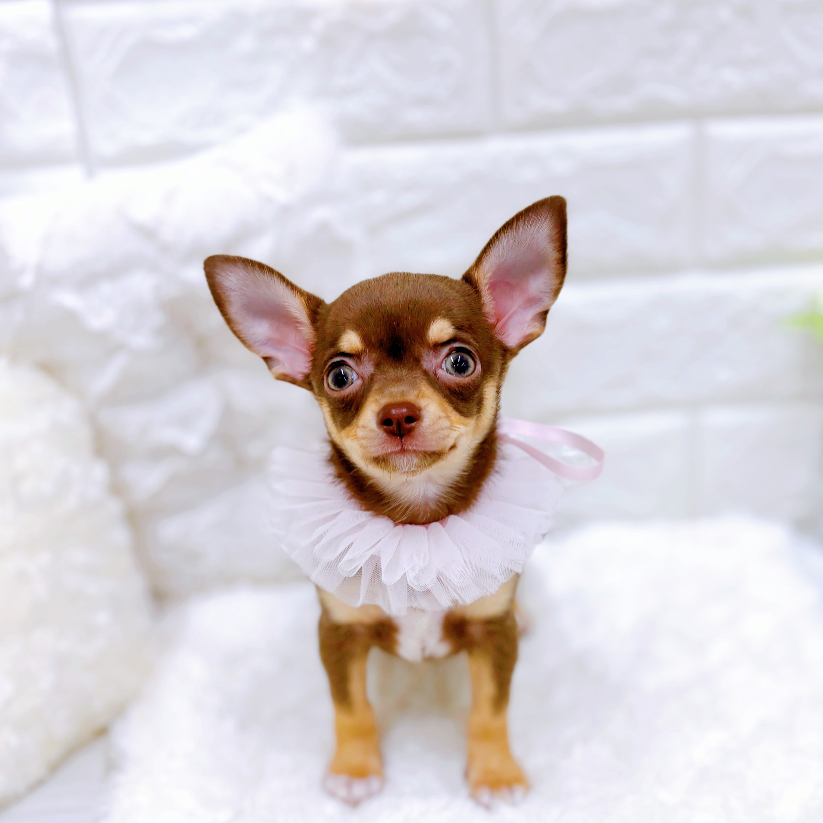 福井県のチワワ(スムース) (犬の家＆猫の里アミーゴ福井店/2025年11月22日生まれ/女の子/チョコレートタンホワイト)の子犬の4枚目の画像