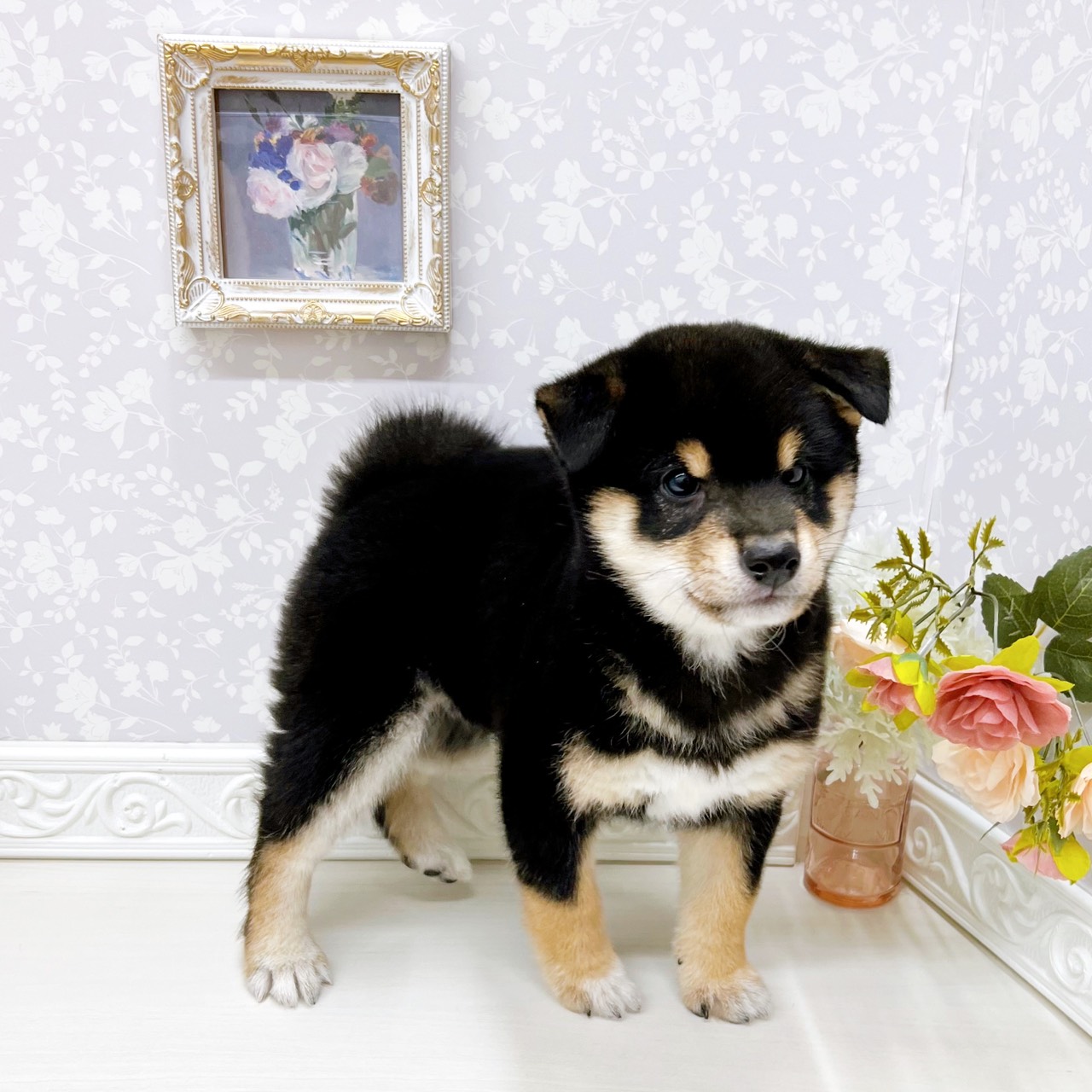 富山県の豆柴 (犬の家＆猫の里アミーゴ山室店/2025年11月22日生まれ/男の子/黒)の子犬の4枚目の画像