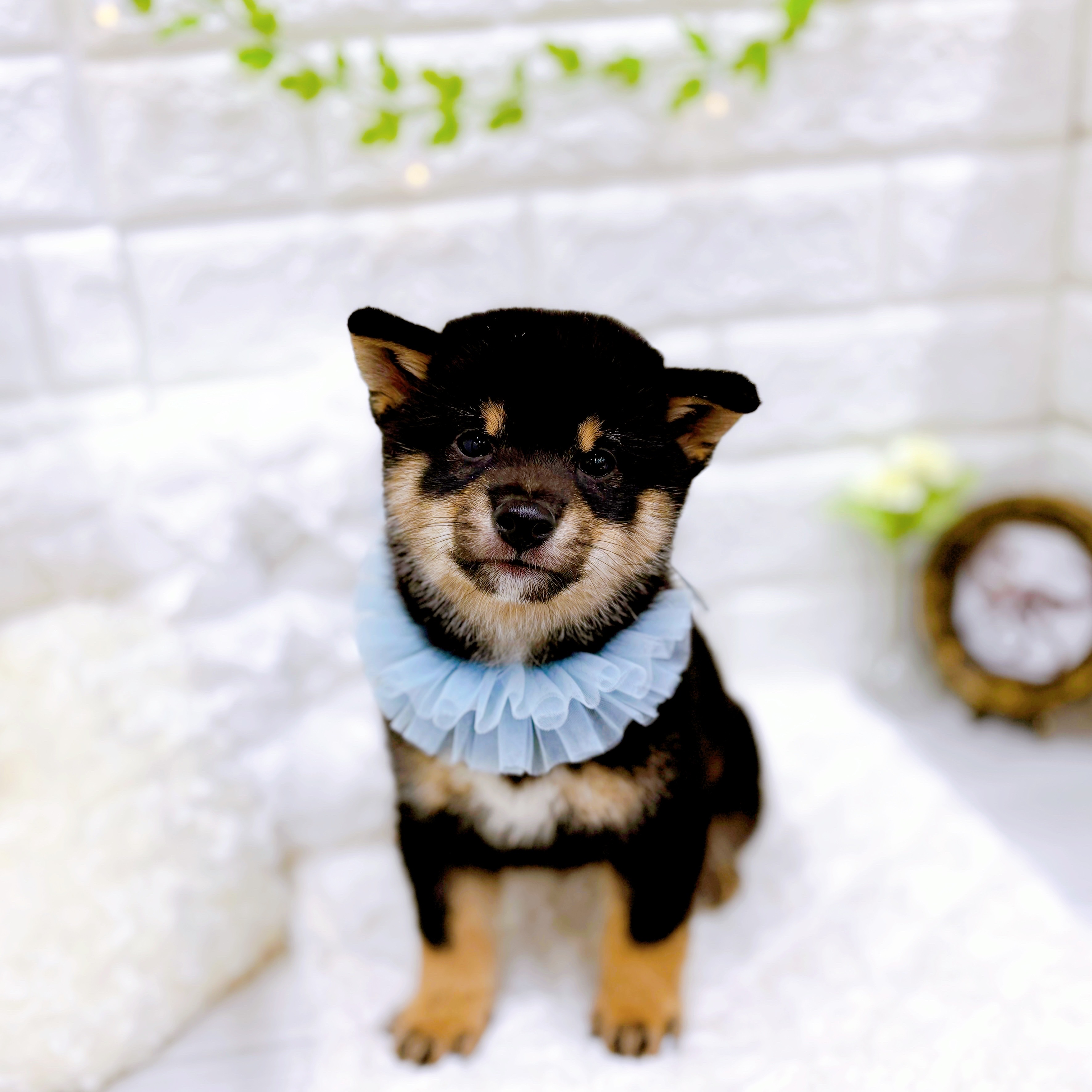 福井県の豆柴 (犬の家＆猫の里アミーゴ福井店/2025年11月22日生まれ/男の子/黒)の子犬の4枚目の画像