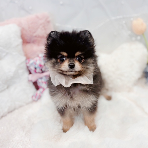 福井県のポメラニアン (犬の家＆猫の里福井店/2025年11月18日生まれ/女の子/ブラックタン)の子犬の4枚目の画像