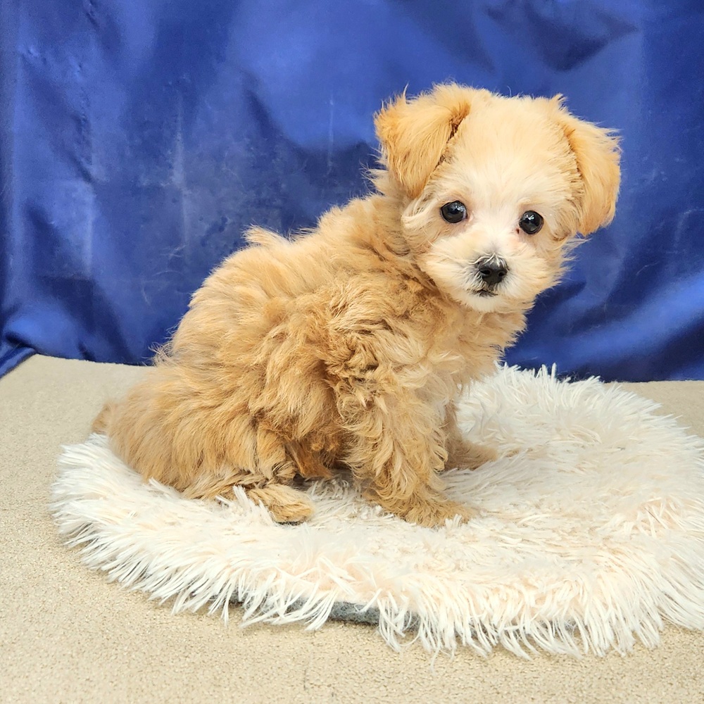 岐阜県のマルプー(マルチーズ×プードル) (犬の家＆猫の里中津川店/2025年11月22日生まれ/男の子/アプリコット)の子犬の4枚目の画像