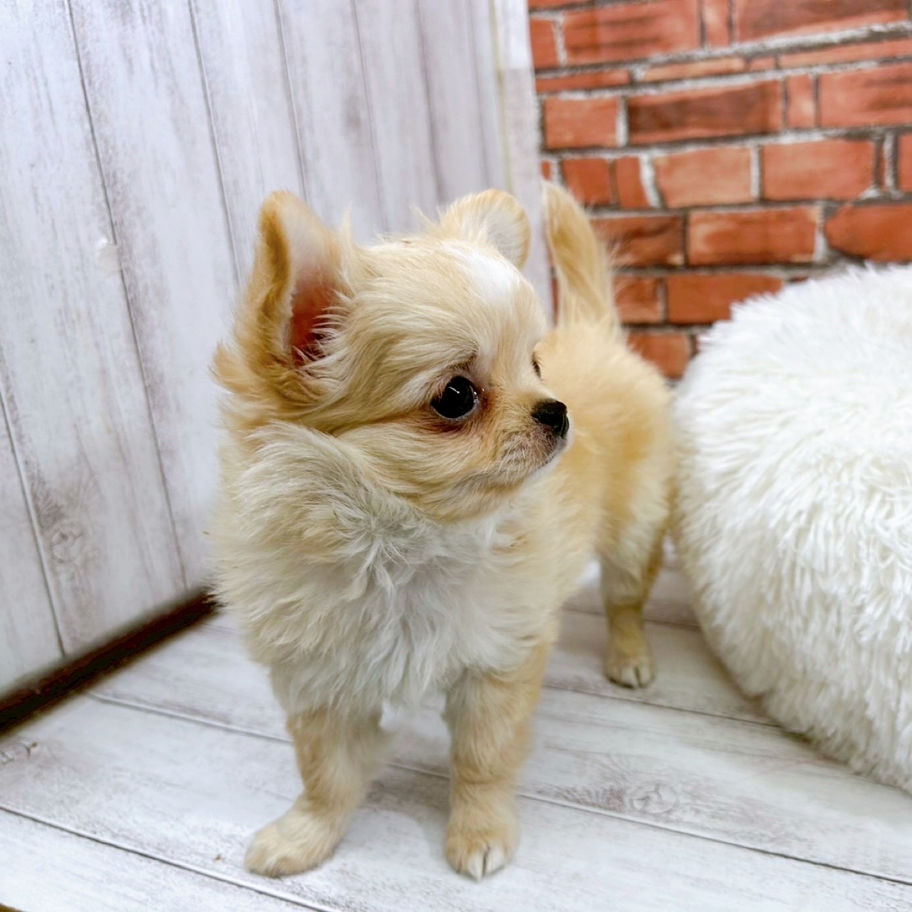神奈川県のチワワ(ロング) (犬の家＆猫の里小田原店/2025年11月22日生まれ/男の子/クリームホワイト)の子犬の4枚目の画像